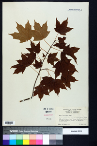 Acer leucoderme image