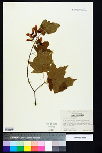 Acer leucoderme image