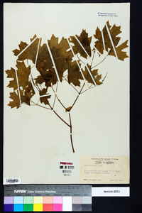 Acer leucoderme image