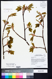 Acer pensylvanicum image