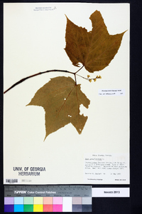 Acer pensylvanicum image