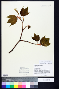 Acer pensylvanicum image