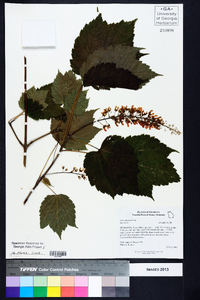 Acer spicatum image