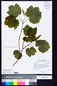 Acer spicatum image