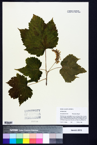 Acer spicatum image