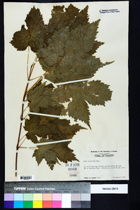 Acer spicatum image