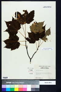 Acer spicatum image