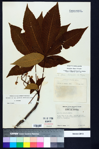 Aesculus flava image