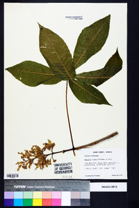 Aesculus flava image