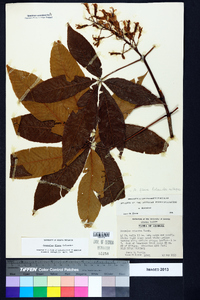 Aesculus flava image