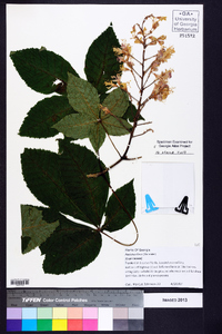 Aesculus flava image