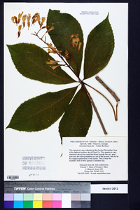 Aesculus flava image