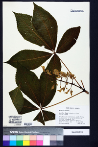 Aesculus flava image