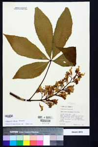 Aesculus flava image