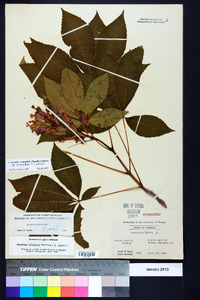 Aesculus x mutabilis image