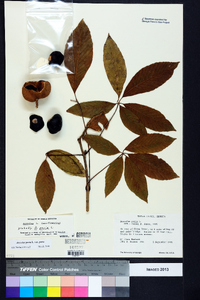 Aesculus pavia var. pavia image