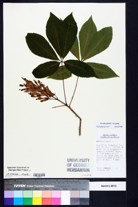 Aesculus pavia var. pavia image