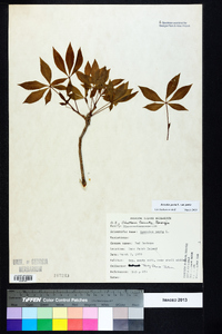 Aesculus pavia var. pavia image