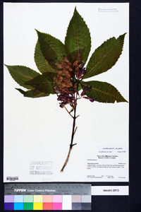 Aesculus pavia var. pavia image