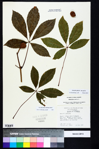 Aesculus pavia var. pavia image