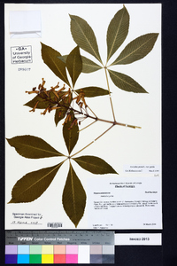 Aesculus pavia var. pavia image