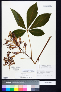 Aesculus pavia var. pavia image