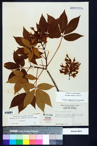 Aesculus sylvatica image