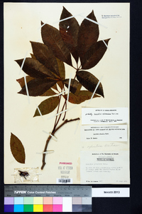 Aesculus sylvatica image