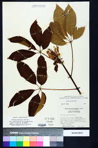 Aesculus sylvatica image