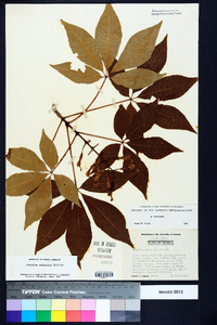 Aesculus sylvatica image