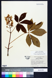 Aesculus sylvatica image