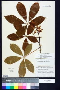 Aesculus sylvatica image