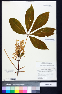 Aesculus sylvatica image