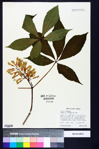 Aesculus sylvatica image