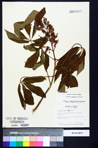 Aesculus sylvatica image