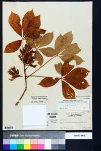 Aesculus sylvatica image