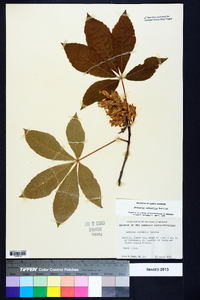 Aesculus sylvatica image