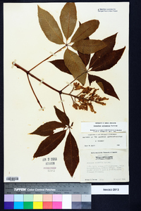 Aesculus sylvatica image