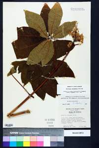 Aesculus sylvatica image