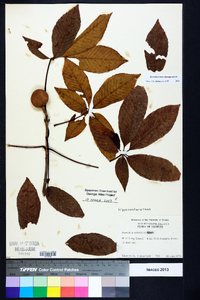 Aesculus sylvatica image