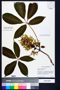 Aesculus sylvatica image