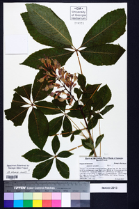 Aesculus sylvatica image