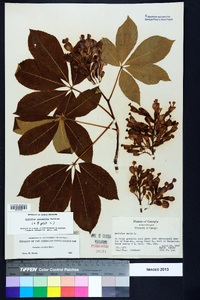 Aesculus sylvatica image