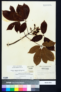 Aesculus sylvatica image