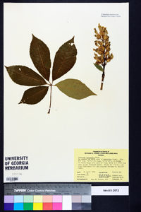 Aesculus sylvatica image