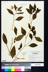 Impatiens pallida image