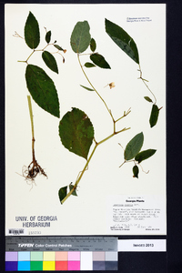 Impatiens pallida image