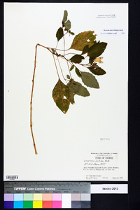 Impatiens pallida image