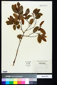 Berchemia scandens image