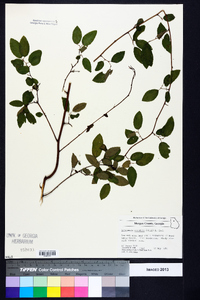 Berchemia scandens image